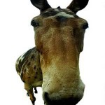 mule