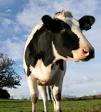 milk-cow