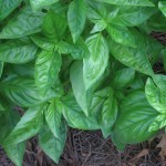 Poor Basil